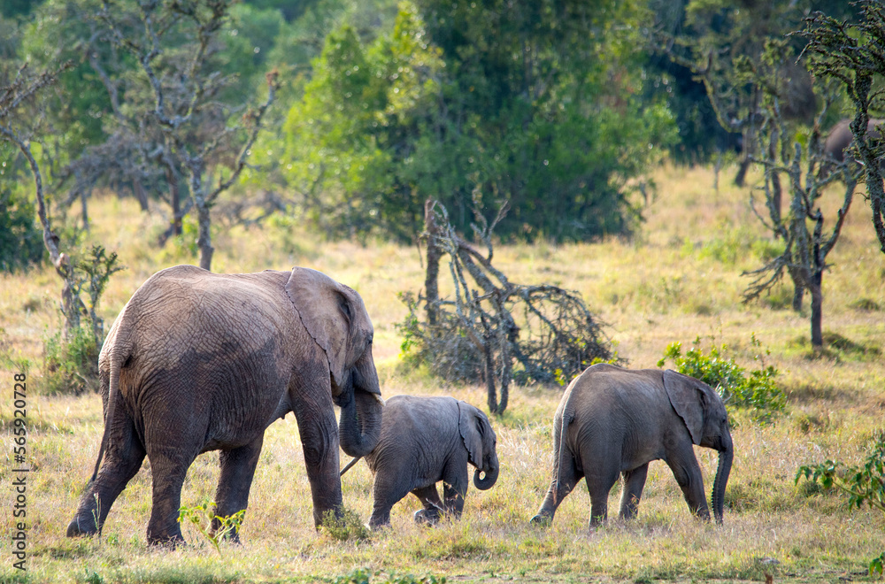 Fototapeta premium A heard of African Elephants with young calves 