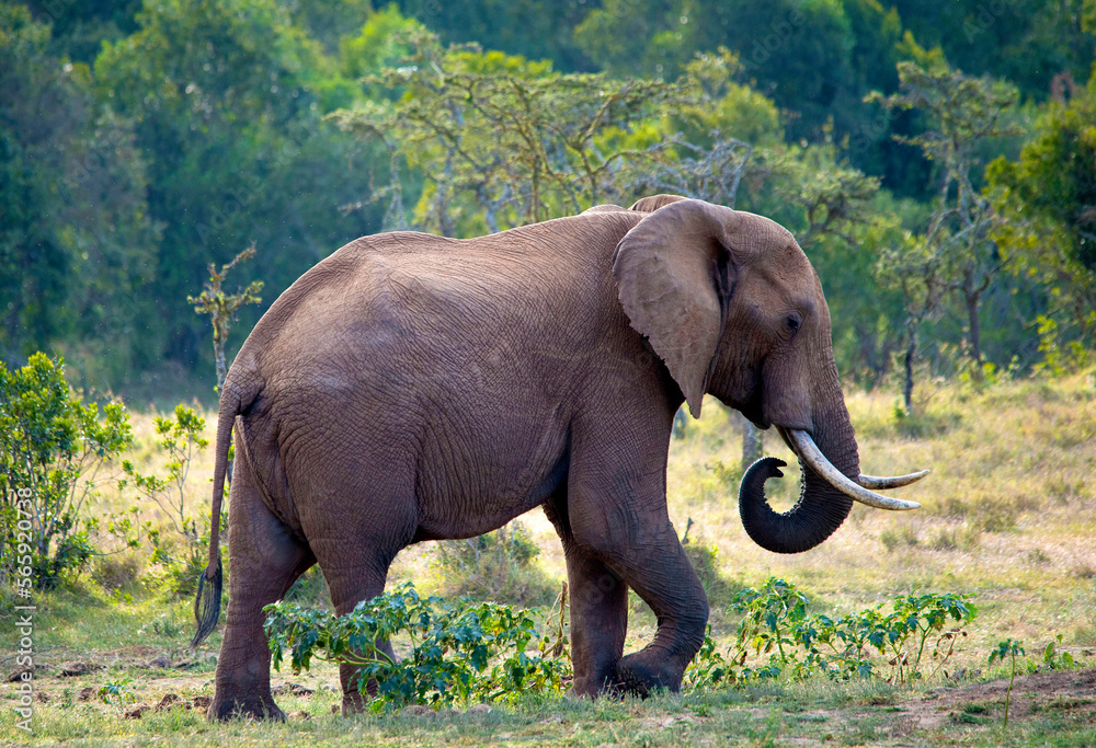 Obraz premium African Elephant Kenya East Africa