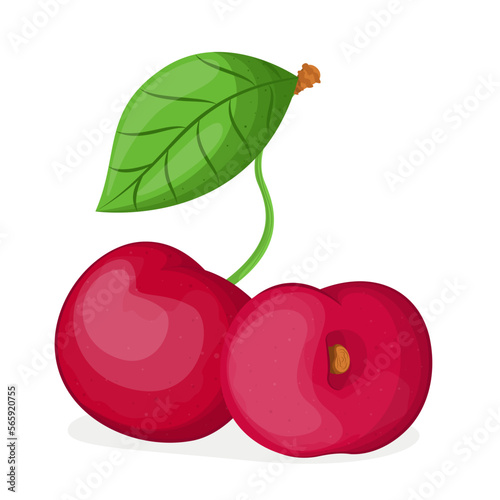 Vector illustration of cherry isolated on white background, cherry with leaves, half cherry, piece of cherry isolated