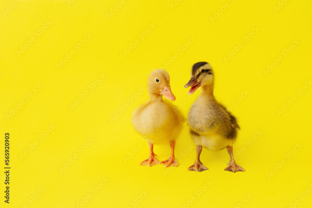 two small yellow and variegated duckling stand on yellow background, selective focus