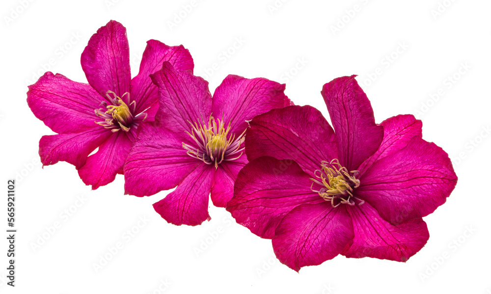 clematis flower isolated clematis flower isolated