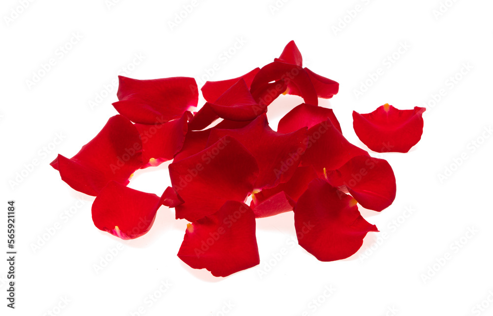 red rose petals isolated red rose petals isolated