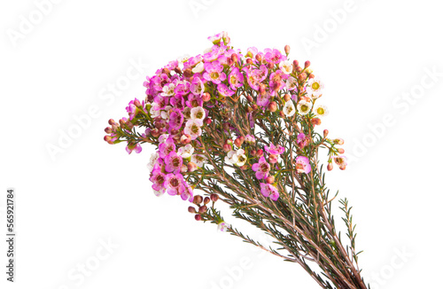 myrtle flowers isolated