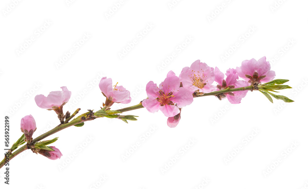 Fototapeta premium sakura branch isolated