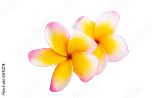 frangipani flower isolated
