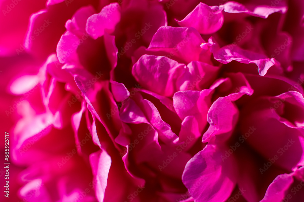 Pink peony flower,close-up with selective focus and dark blurred background. Single lush peony head,