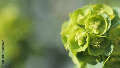 A macro shot of a wood spurge plant. photo