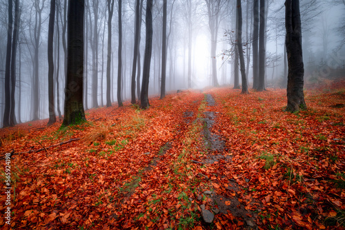 Forest road in the beech autumn forest