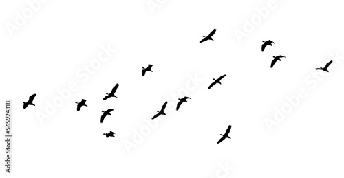 black silhouette flock of birds backlit  Isolate on transparent background PNG file © sarayut_sy