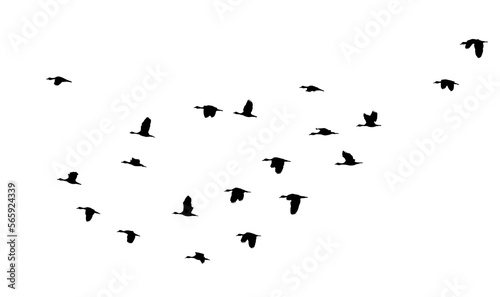 black silhouette flock of birds backlit  Isolate on transparent background PNG file