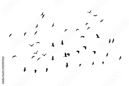 black silhouette flock of birds backlit Isolate on transparent background PNG file