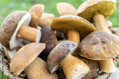 Harvest of Boletus edulis mushrooms in a basket. Selective focus