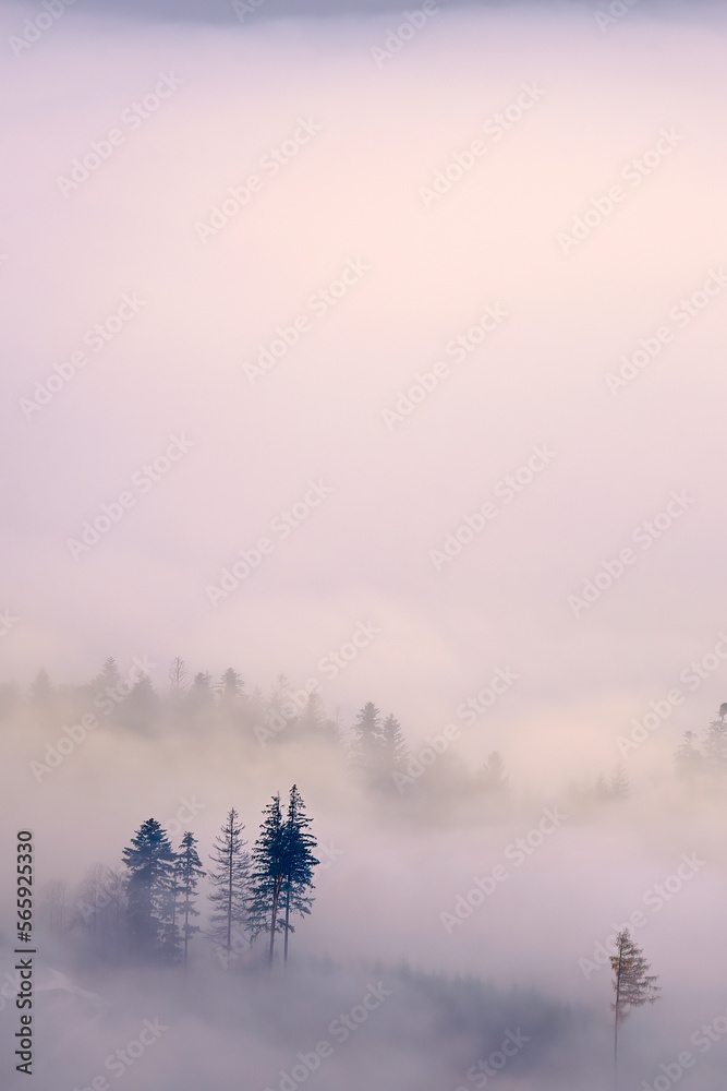 Fototapeta premium Trees in a foggy autumn landscape