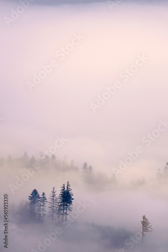 Trees in a foggy autumn landscape