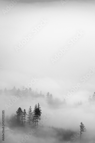 Trees in a foggy autumn landscape