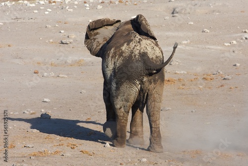 Elefant am Wasserloch Chudop im Etoscha Nationalpark in Namibia