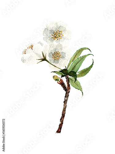 a sprig of a blooming apple tree, painted in watercolor