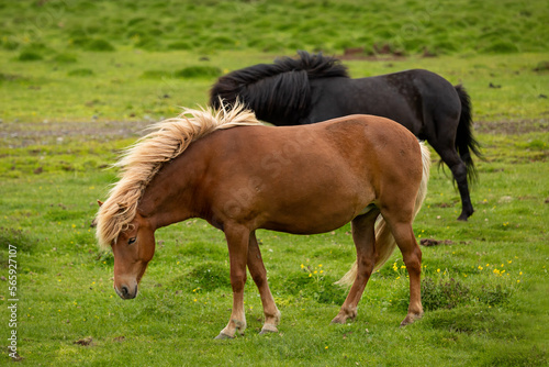 Icelandic horses graze on a green meadow. Iceland