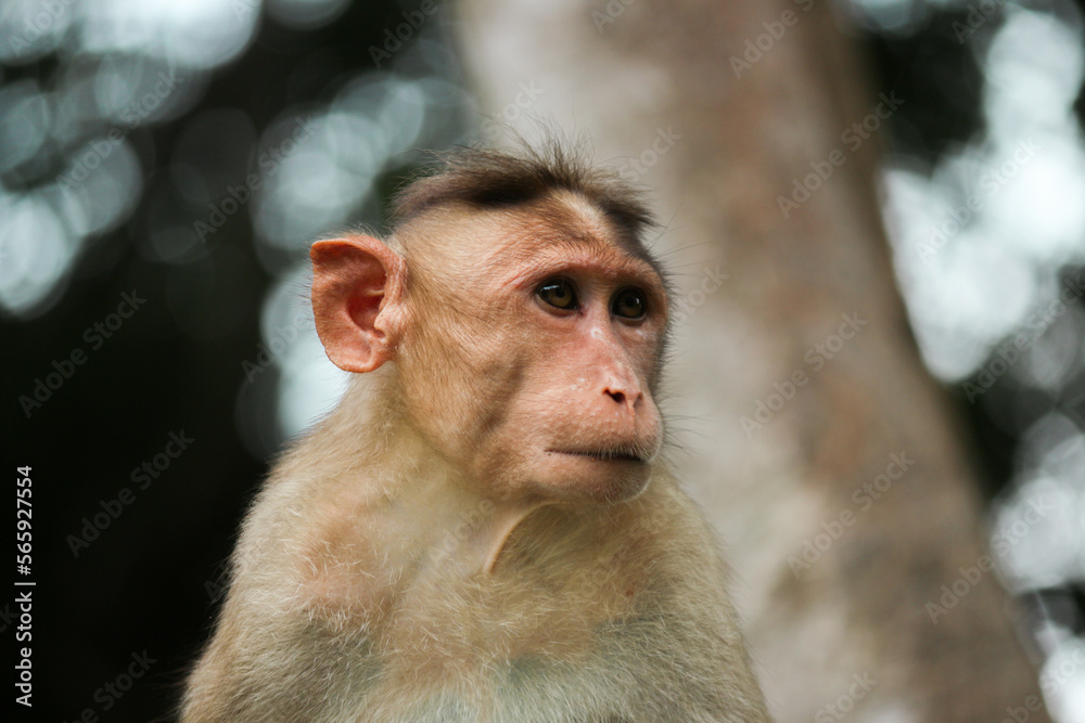 close up of a macaque close up of a macaque