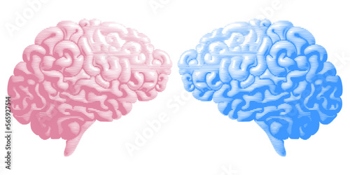 Brain drawing with lines texture. Pink and blue colors. Vector illustration
