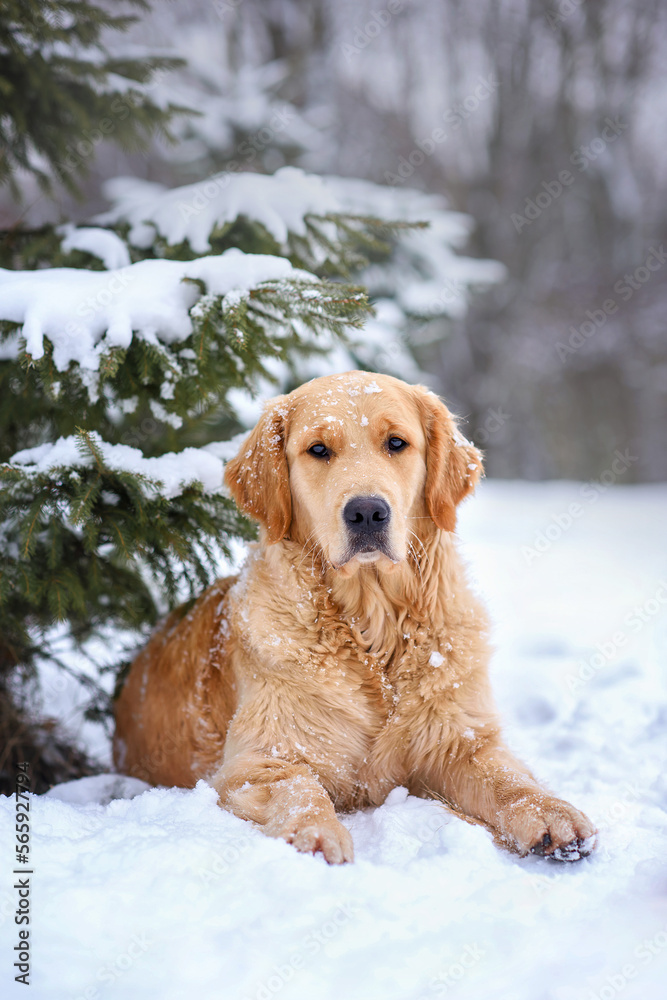 dog golden retriever labrador in a frozen forest in winter on snow