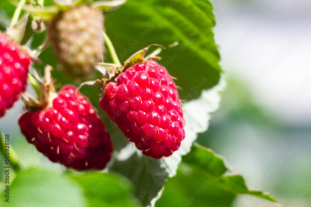 Ripe raspberries on a branch in the garden on a blurred green background Ripe raspberries on a branch in the garden on a blurred green background