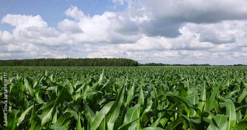Green corn in a field in the sunny summer season, a field with green corn in Europe Green corn in a field in the sunny summer season, a field with green corn in Europe