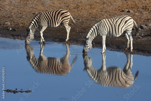 Zwei Steppenzebras  equus quagga  spiegeln sich im Wasser vom Wasserloch Chodop beim trinken im Etoscha Nationalpark in Namibia. 