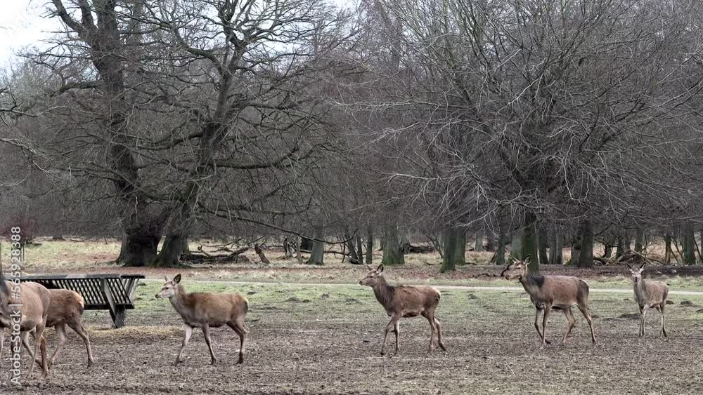 Copenhagen, Denmark Deer in the Jaegersborg Dyrehave, or Deer Park, a public city park north of the city. Copenhagen, Denmark Deer in the Jaegersborg Dyrehave, or Deer Park, a public city park north of the city.