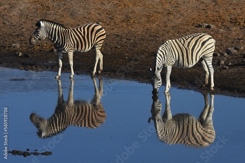 Zwei Steppenzebras  equus quagga  spiegeln sich im Wasser vom Wasserloch Chodop beim trinken im Etoscha Nationalpark in Namibia. 