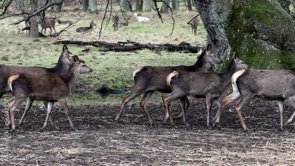 Copenhagen, Denmark Deer in the Jaegersborg Dyrehave, or Deer Park, a public city park north of the city. Copenhagen, Denmark Deer in the Jaegersborg Dyrehave, or Deer Park, a public city park north of the city.