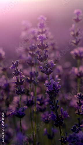 Blooming lavender in a field at sunset in Provence  France