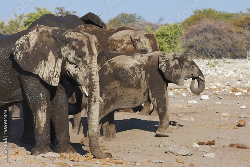 Elefanten (loxodonta africana) am Wasserloch Chudop im Etoscha Nationalpark in Namibia.  photo