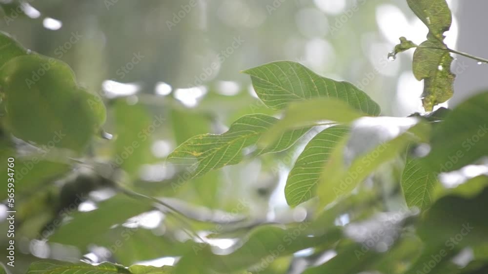 Heavy rain. Drops of heavy rain dripping on large green leaves of tree branch on summer day. Rainfall shower downpour. Raindrops walnut branch. Rainy weather. Weather precipitation. Natural background