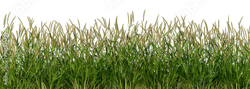 Agricultural and food concept. Green wheat isolated on transparent background. 3d rendering illustration. PNG format