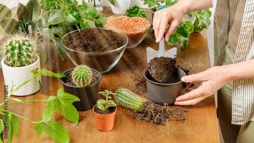 Woman gardener puta soil in pot to plant cactus with roots on wooden table. Indoor planting and gardening concept. DIY home garden with flowers, plants and succulents