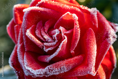Elegant and unique  this close-up of a red rose with ice crystals on the petals is perfect for Valentine s Day promotions. Selective focus