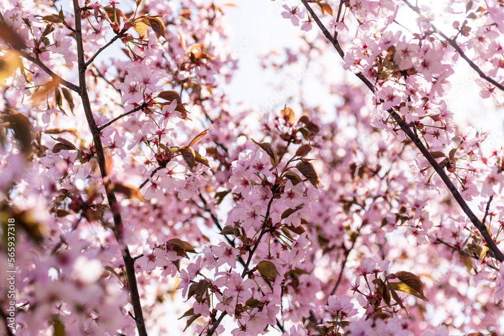 Blooming Purple Red Sakura Tree Garden in Spring. Blurry Background. Blooming Purple Red Sakura Tree Garden in Spring. Blurry Background.