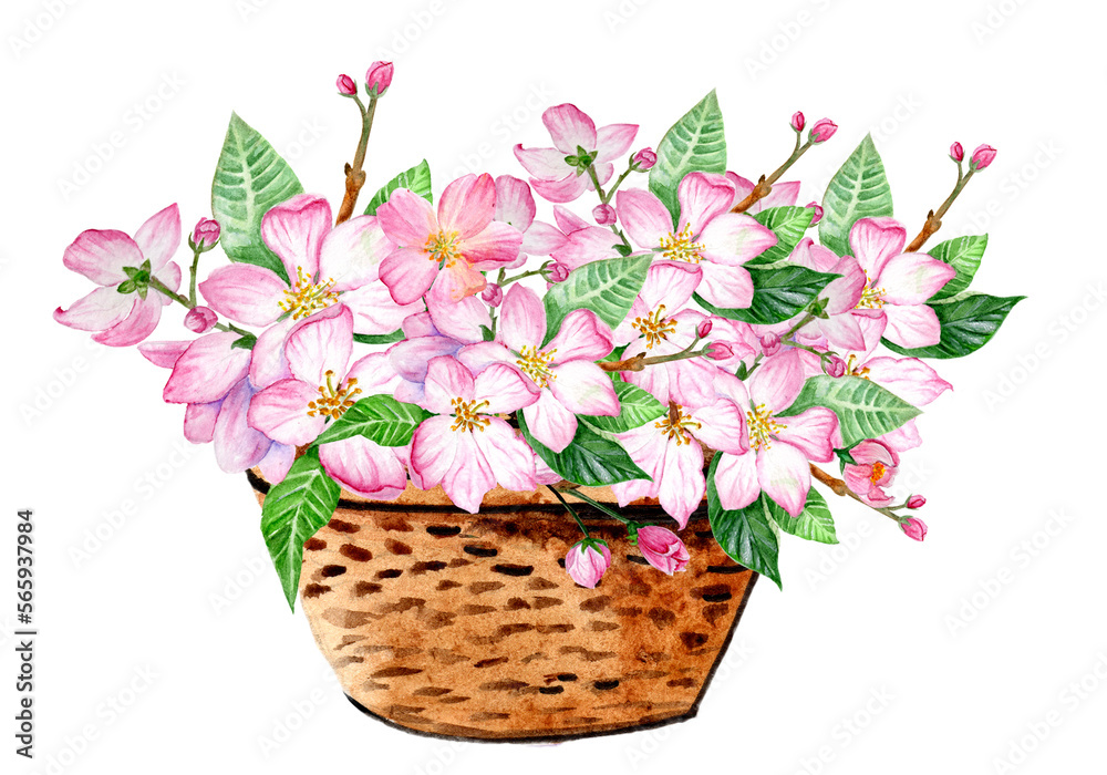 Apple Blossom Basket. Watercolor Illustration. Ideal for Wedding Projects