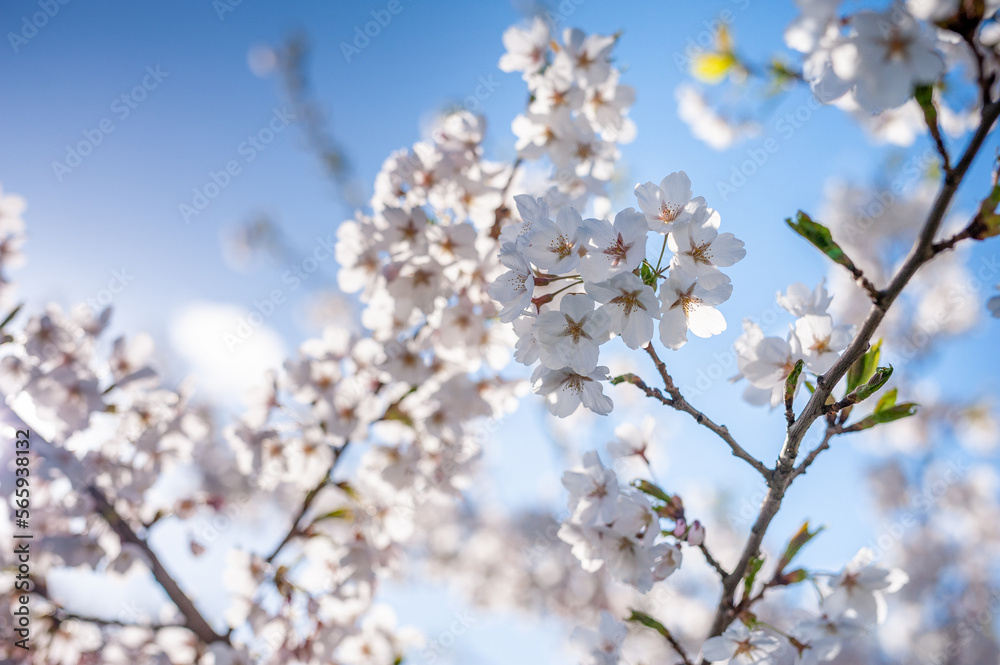 Sakura Tree and Bright Clear Blue Sky. Sunlight in background Sakura Tree and Bright Clear Blue Sky. Sunlight in background