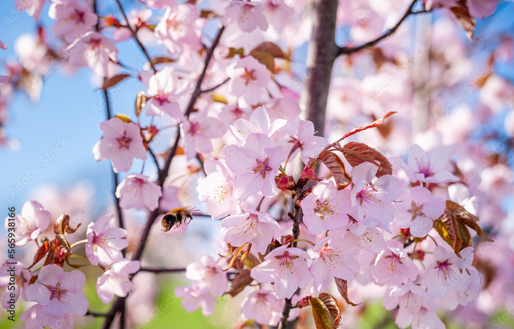 Sakura Tree and Flying Bee. Beautiful Sakura Garden in Lithuania. Sakura Tree and Flying Bee. Beautiful Sakura Garden in Lithuania.