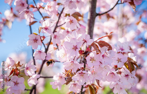 Sakura Tree and Flying Bee. Beautiful Sakura Garden in Lithuania.