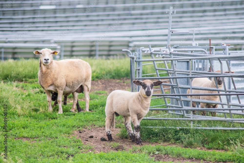 Fototapeta premium sheep and lambs