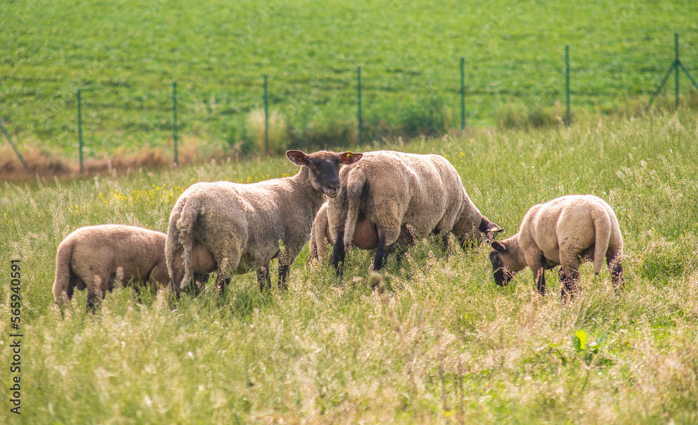 Fototapeta premium sheep in the meadow