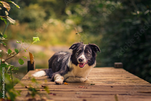A Border Collie dog lies on a wooden pier by the water surrounded by nature during sunset. © Gerard