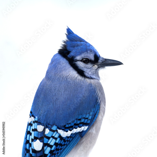 Closeup Blue Jay portrait on a white background