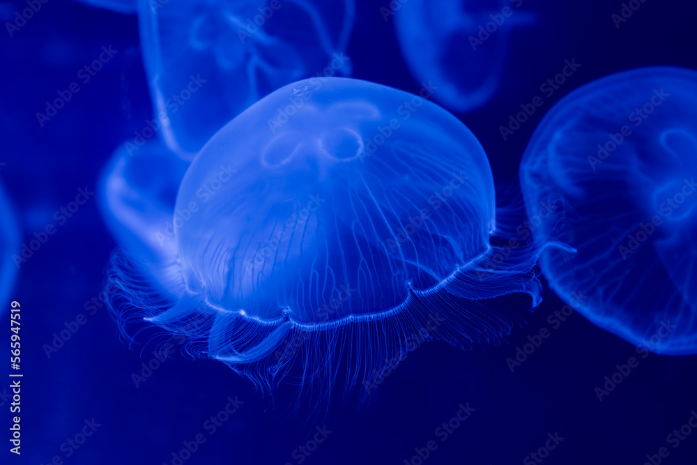 transparent glow jellyfishes, deep dark blue, ocean water creature, macro detail, stings, swimming medusa transparent glow jellyfishes, deep dark blue, ocean water creature, macro detail, stings, swimming medusa