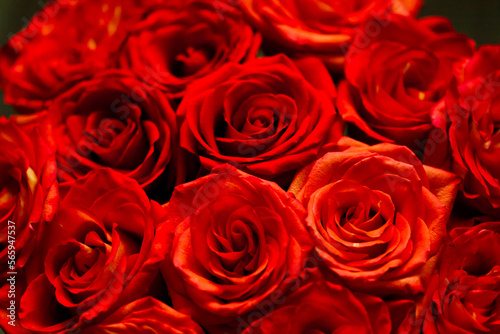 fresh dark red roses close up texture background for St. Valentine s Day