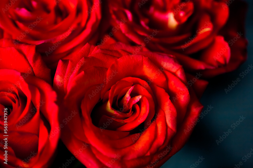 fresh dark red roses close up texture background for St. Valentine's Day fresh dark red roses close up texture background for St. Valentine's Day