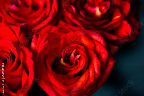 fresh dark red roses close up texture background for St. Valentine s Day